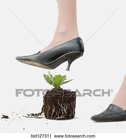 high heeled shoe threatening young plant View Large Photo Image Stock Image - high heeled shoe threatening young plant. Fotosearch