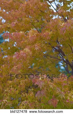 Stock Photo - Leaves colored autumn red. Fotosearch