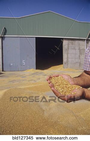 Stock Photography - Man holding handful of grain outside barn close-up. Fotosearch