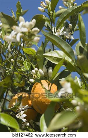 Orange fruit and blossom on orange tree close-up View Large Photo Image Stock Image - Orange fruit and blossom on orange tree close-up. Fotosearch