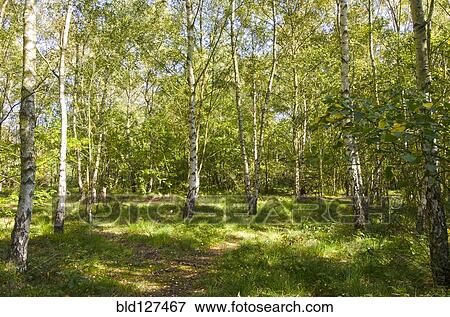 path running through stand of birch trees View Large Photo Image Stock Photo - path running through stand of birch trees. Fotosearch