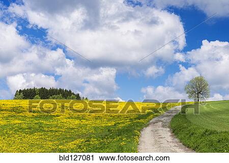 Path through rural field with dandelions View Large Photo Image Stock Image - Path through rural field with dandelions. Fotosearch