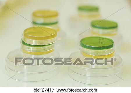 Stock Photo - petri dishes in laboratory. Fotosearch