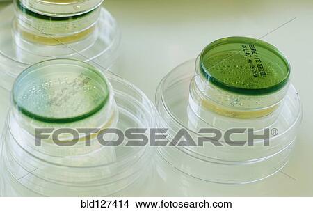 Picture - Petri dishes. Fotosearch