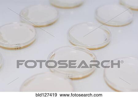 Petri dishes View Large Photo Image Stock Photo - Petri dishes. Fotosearch