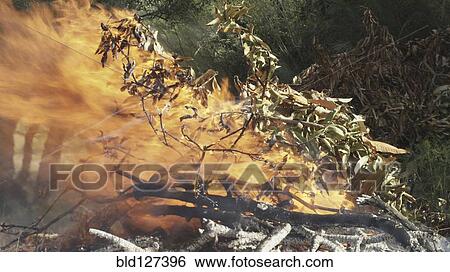 Raging fire consuming branches of trees View Large Photo Image Stock Photograph - Raging fire consuming branches of trees. Fotosearch