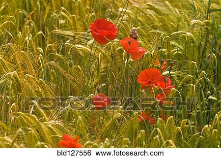 Red poppy flowers in wheat field View Large Photo Image Stock Photograph - Red poppy flowers in wheat field. Fotosearch