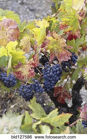 Rripe grapes on vine in autumn colors View Large Photo Image Stock Photograph - Rripe grapes on vine in autumn colors. Fotosearch