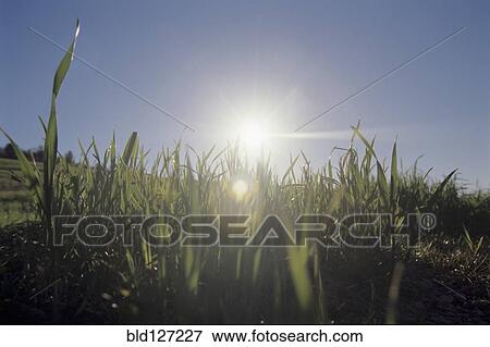shoots of green grass View Large Photo Image Stock Photo - shoots of green grass. Fotosearch