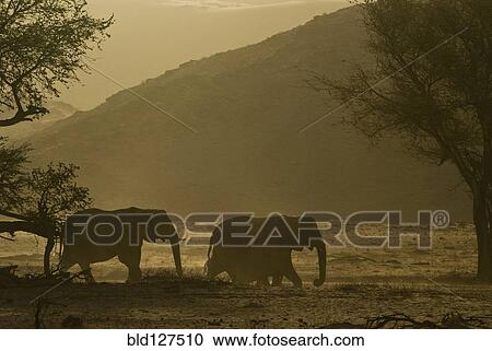 Stock Image - silhuette of desert elephant herd walking . Fotosearch