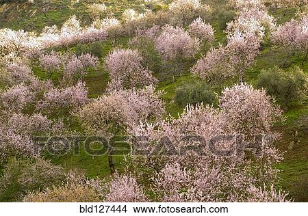 Spain Andalusia almond trees in blossom View Large Photo Image Picture - Spain Andalusia almond trees in blossom. Fotosearch