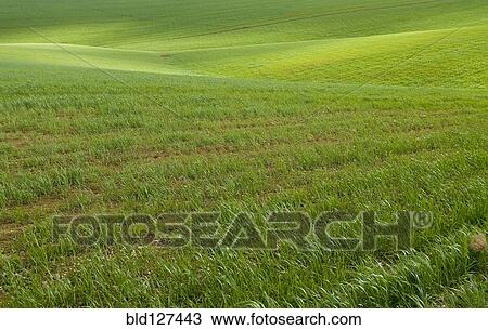 Spain Andalusia fields of wheat spring View Large Photo Image Stock Image - Spain Andalusia fields of wheat spring. Fotosearch