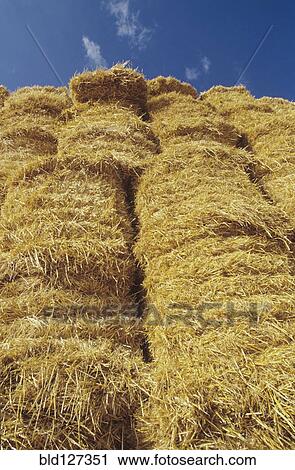 Stack of Bales of Hay View Large Photo Image Stock Image - Stack of Bales of Hay. Fotosearch