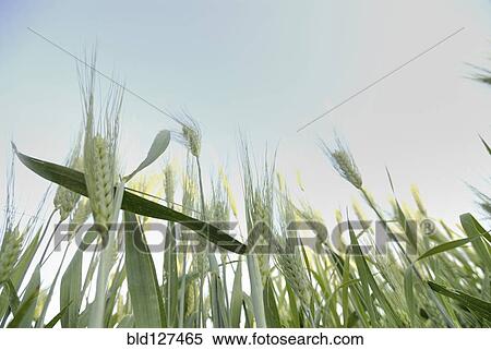 Stock Photography - stalks of wheat low angle view. Fotosearch