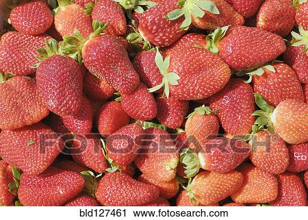 Strawberries full frame View Large Photo Image Stock Image - Strawberries full frame. Fotosearch