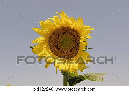 Sunflower close up View Large Photo Image Stock Photograph - Sunflower close up. Fotosearch