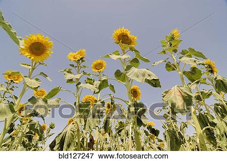 Sunflowers in field View Large Photo Image Stock Photo - Sunflowers in field. Fotosearch