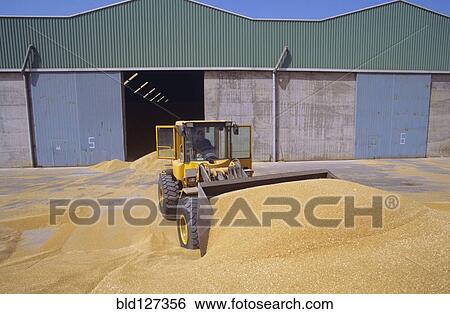 Tractor shovelling grain View Large Photo Image Stock Photograph - Tractor shovelling grain. Fotosearch