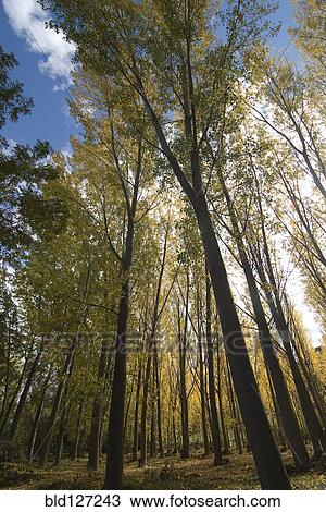 turning of the leaves - trees in fall colors View Large Photo Image Stock Image - turning of the leaves - trees in fall colors. Fotosearch