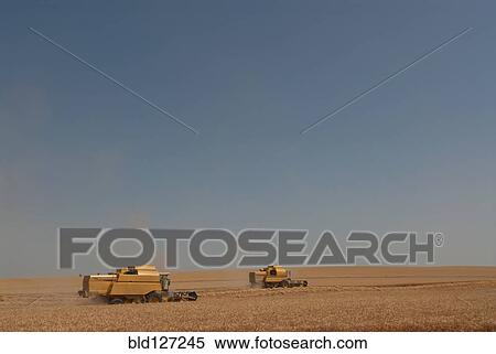 two combine harvesters working in wheat field View Large Photo Image Stock Photography - two combine harvesters working in wheat field. Fotosearch