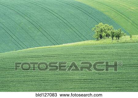 Stock Image - View of rolling green landscape. Fotosearch