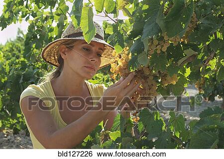 Stock Photograph - Woman harvesting grapes. Fotosearch