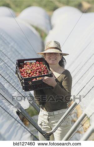 Woman holding box of freshly picked strawberries in plantation View Large Photo Image Stock Image - Woman holding box of freshly picked strawberries in plantation. Fotosearch