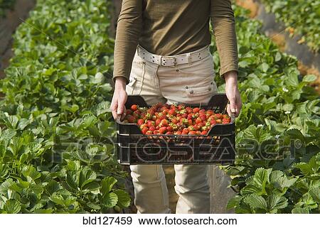 Woman holding crate of strawberries low section View Large Photo Image Stock Photo - Woman holding crate of strawberries low section. Fotosearch