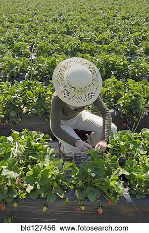 Stock Photograph - Woman picking strawberries in field elevated view. Fotosearch