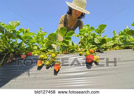 Stock Photo - Woman tending to strawberries low angle view. Fotosearch