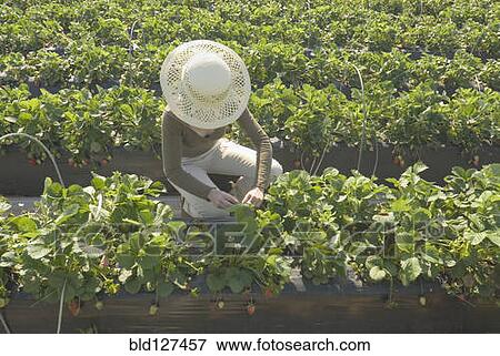 Stock Photo - Woman wearing straw hat tending to plants in strawberry plantation. Fotosearch