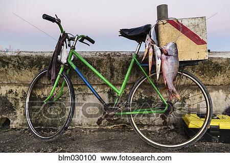 Stock Image - Fish hanging from bicycle on dock. Fotosearch