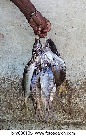 Stock Photography - Fisherman holding bunch of fish. Fotosearch