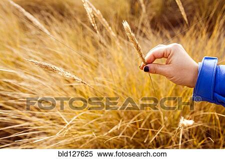 Stock Photography - Caucasian woman holding wheat stalk. Fotosearch