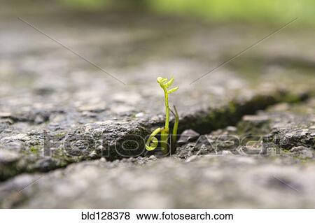 Close up of shoots growing in stone cracks View Large Photo Image Stock Photo - Close up of shoots growing in stone cracks. Fotosearch