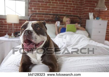 Stock Image - Dog laying on bed. Fotosearch