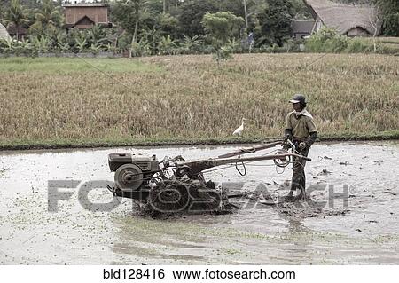 Stock Photograph - Farmer tilling rice field. Fotosearch