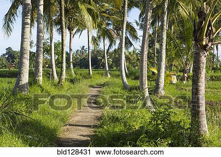 Stock Image - Palm trees along dirt path, Ubud, Bali, Indonesia. Fotosearch
