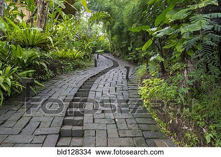 Picture - Stone pathway in tropical rainforest, Ubud, Bali, Indonesia. Fotosearch