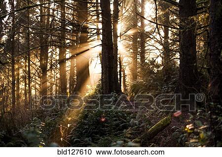 Sun streaming through trees in forest View Large Photo Image Stock Image - Sun streaming through trees in forest. Fotosearch