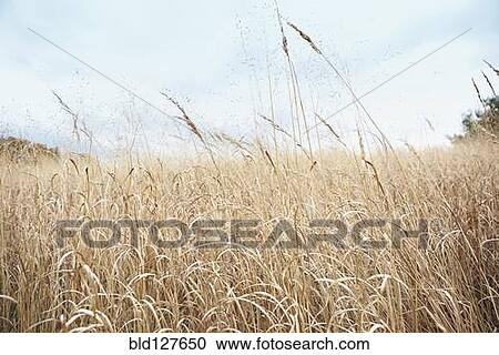 Wheat stalks growing in field View Large Photo Image Stock Image - Wheat stalks growing in field. Fotosearch