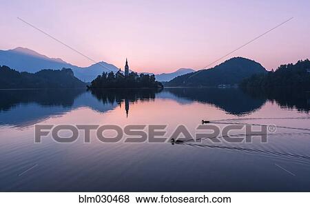 Stock Photo - Birds swimming on Lake Bled at sunrise, Bled, Gorenjska, Slovenia. Fotosearch