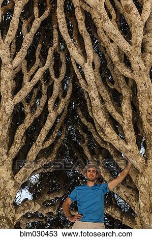 Stock Image - Caucasian man standing in dragon's blood tree. Fotosearch