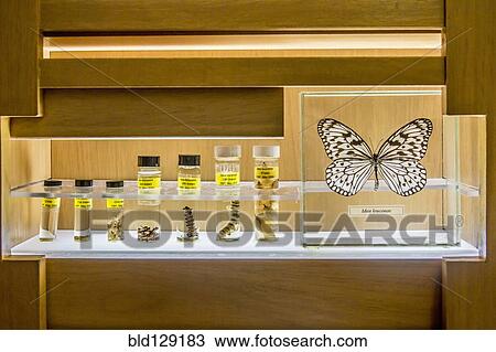 Butterfly specimens in research lab View Large Photo Image Stock Image - Butterfly specimens in research lab. Fotosearch