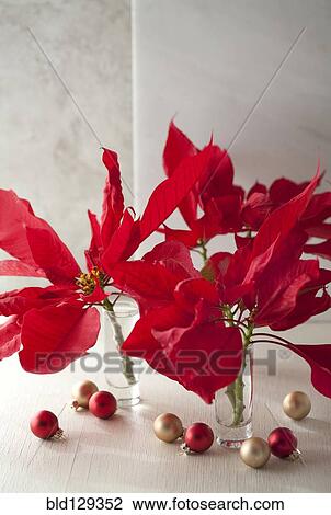 Christmas poinsettias in glass vases View Large Photo Image Stock Image - Christmas poinsettias in glass vases. Fotosearch