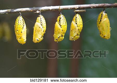 Close up of butterfly chrysalis hanging from branch View Large Photo Image Stock Image - Close up of butterfly chrysalis hanging from branch. Fotosearch