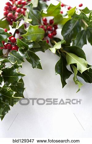 Close up of Christmas holly View Large Photo Image Stock Photo - Close up of Christmas holly. Fotosearch
