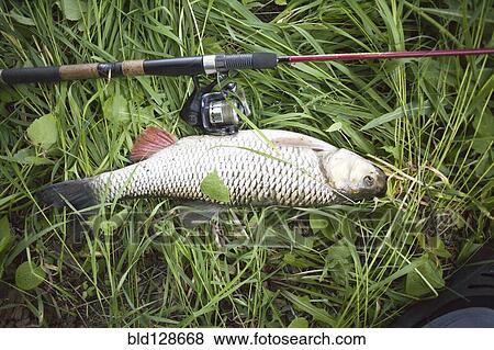 Stock Photo - Close up of fish and fishing pole on grass. Fotosearch