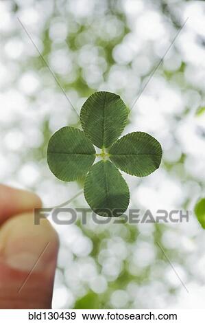 Close up of four leaf clover View Large Photo Image Stock Photo - Close up of four leaf clover. Fotosearch