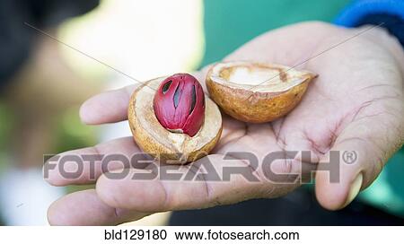 Stock Image - Close up of hand holding split nutmeg. Fotosearch